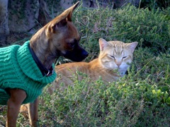 7th January- Valencia. Ree's place brings with it a number of perros and gatos. These two are pals