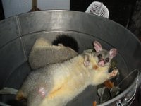 2010, rudely woken  IN the shed. A possum bed