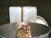 Possum Magic - this one in the shed  .