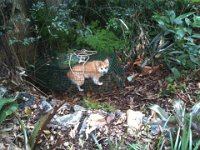 We caught this wild beast (more than once the dill!)  Not so wild wildlife explores, and is captured, in a turkey trap