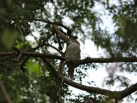 Kookaburra keeping a watchful eye on it all  .