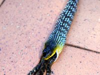 March 2014, This tree snake got the lizard but fell out of the tree into the pool and drowned!  A sad tail. Tree snake bites off more than he can chew. He takes the water dragon then falls out of the tree into the pool.