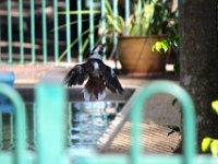 Kookaburra freshens up for romance- it's nesting time.  .