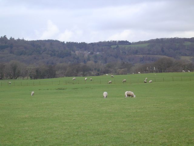 One of the Kiwi team members kept wanting to meet sheep