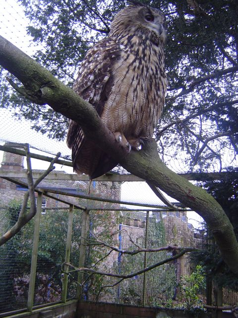 Muncaster Castle Owl clan (bigger than a cat!)