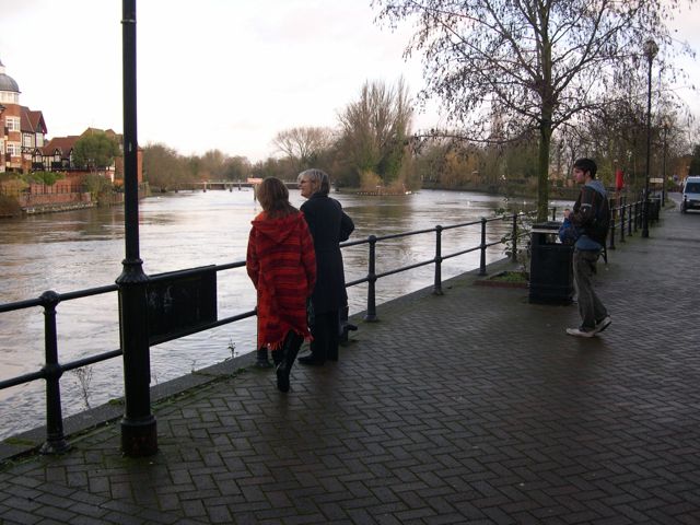 Swans to feed