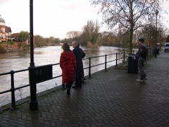 Swans to feed