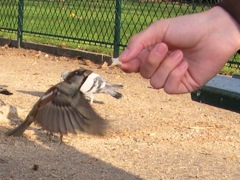 Jim attracts new friends