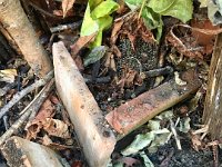 Stephen finds Mr Hedgehog asleep near the compost