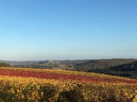 ... and the lovely changing vines in the foreground