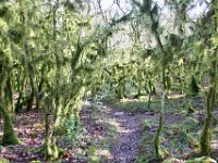 Through the moss covered forest