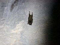 It is dark inside and a nice bat hang out