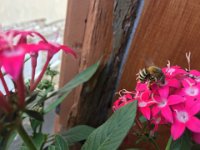 Visitor to the window plants