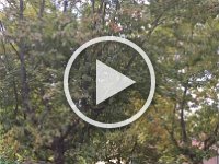 Video - The magical rustle of Autumn...it seems that strong winds are part of the seasonal change.