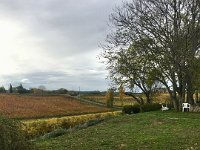 Colours changing in their vines