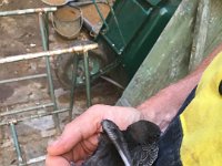 Stephen finds a young swift in the courtyard so takes it in to give it a second chance