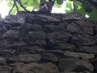 Stephen being taunted by one of the misbehaving cats