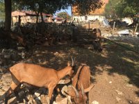 Past a Chevre farm