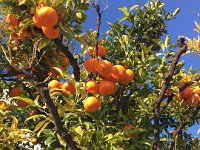 Although the lemon capital of France, clementines seem happy too