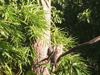 Also back visting their home are the Frogmouths