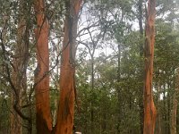 Still time to chat with the red gums