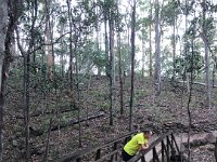 A pre-work walk up Mt Cootha