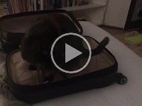 Video : And once home...somebody didn't want them to unpack and take over her bedroom again.