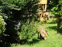 But in  their garden, Ms Fox brings junior along