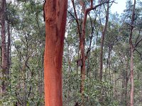 Red trees