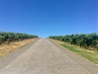 The road to the heavens. Nepenthe Wines