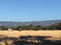 Where even the horses practice social distancing