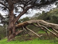 Some lovely vegetation