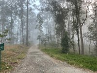 June 24 - a misty morning walk up Mt Cootha