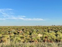 March 12 - Paulie and Stephen stayed overnight at Narrabri and then took off again. Emus aplenty somewhere in Central New South Wales