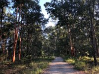 Meanwhile back in Brisbane, Paulie walked up Mt Cootha