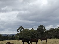 Also a short walk, and more to her taste, Paulie chats to the orses.