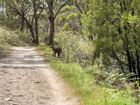 We spot this chap. See link to video in intro text at top of page.