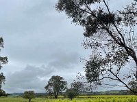 But they brave the wet and head to McLaren Vale