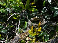 Spotted a local on eth way back from Tallebudgera Creek