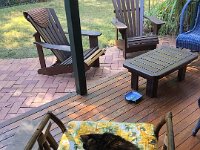 Rosie still likes to guard the garden from an outside chair