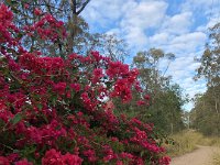 No proper end of month without the scenic "Rusty's track" walk around St Lucia