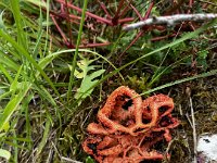 wild looking fungus