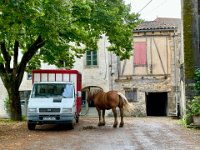 Greg spots a working horse ready to pull the wheel at the old nut oil facility