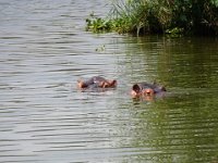 And wetlands means hippos