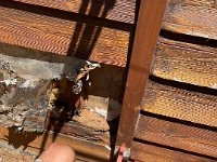 11th - Adam (with minimal Stephen help) repairs water damage inside the wall at the back of the house