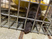 Andrew the Brown Antechinus (we THINK he's not a rat) accepts his gift of fruit and is relocated at the park