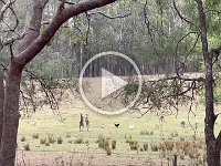 Video - Near Mullaway the locals get a bit rough