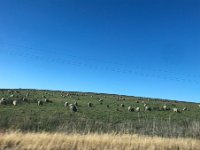 One time Sheep farm resident Paulie checks out the locals