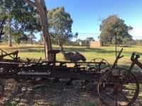 ..and farm pets such as the emu.