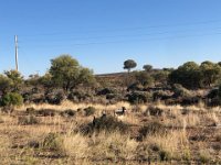 20th - on the road again and spotting feral goats aplenty